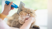 Illustration : "Meilleure brosse pour chat"