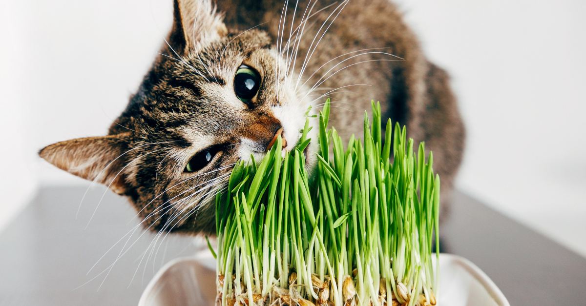 Sachet de semence d'herbe à chat Trixie, 100g