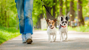 Illustration : "Apprendre son chien à se promener en laisse"