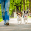 Illustration : Apprendre son chien à se promener en laisse