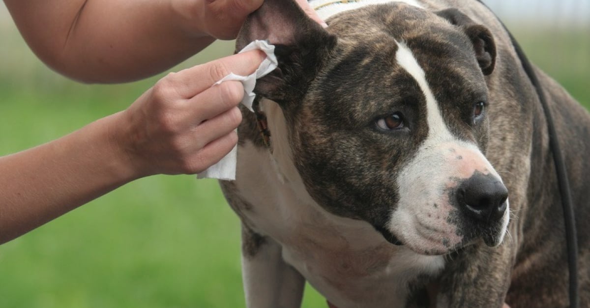 Comment nettoyer les oreilles de son chien ? 