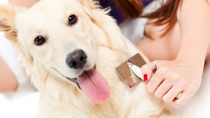 Illustration : Le traitement des puces chez le chien