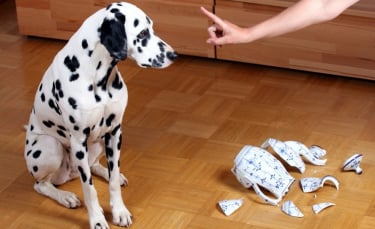 Maîtriser Un Chien Destructeur : Causes Et Solutions