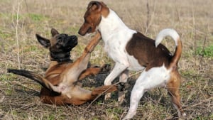 Illustration : "Comment gérer une bagarre entre chiens ?"
