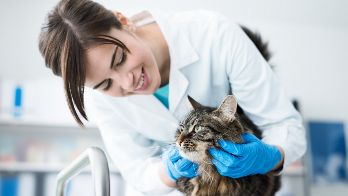 Quels tarifs pour les soins vétérinaires de votre chat ?