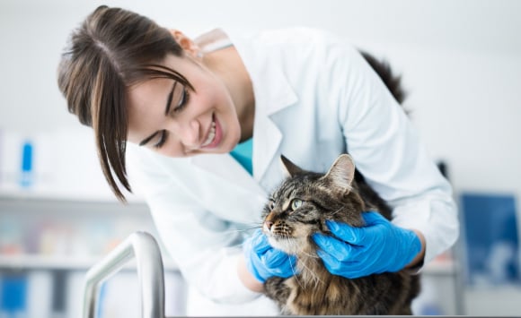 Hygiène dentaire chez le chat - Clinique Vétérinaire de la Gare