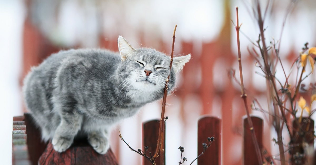 Connaitre Les 7 Sens De Votre Chat