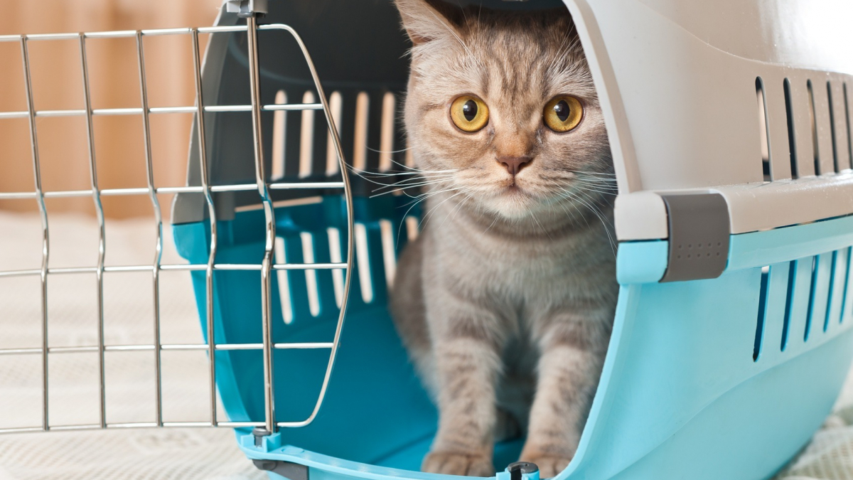 Cage de transport pour chat : Acheter pas cher