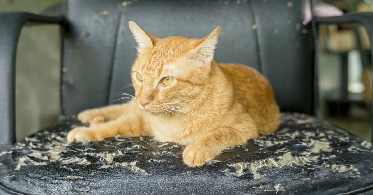 Le Marquage Du Territoire Chez Le Chat Pourquoi Et Comment