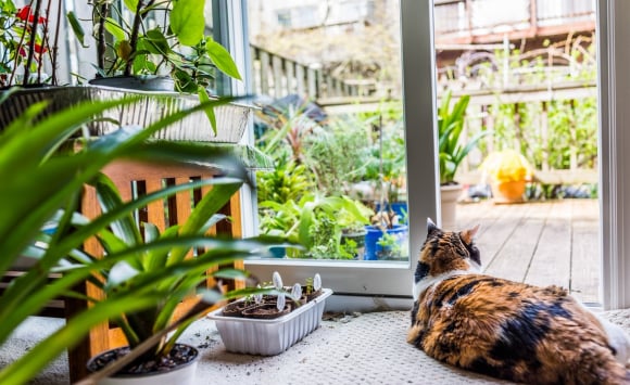 Connaitre Les Plantes Toxiques Et Dangereuses Pour Votre Chat