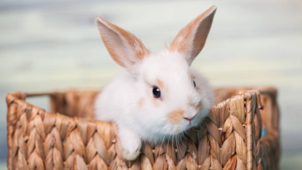 Élever un lapin nain à la maison : conseils et bonnes pratiques