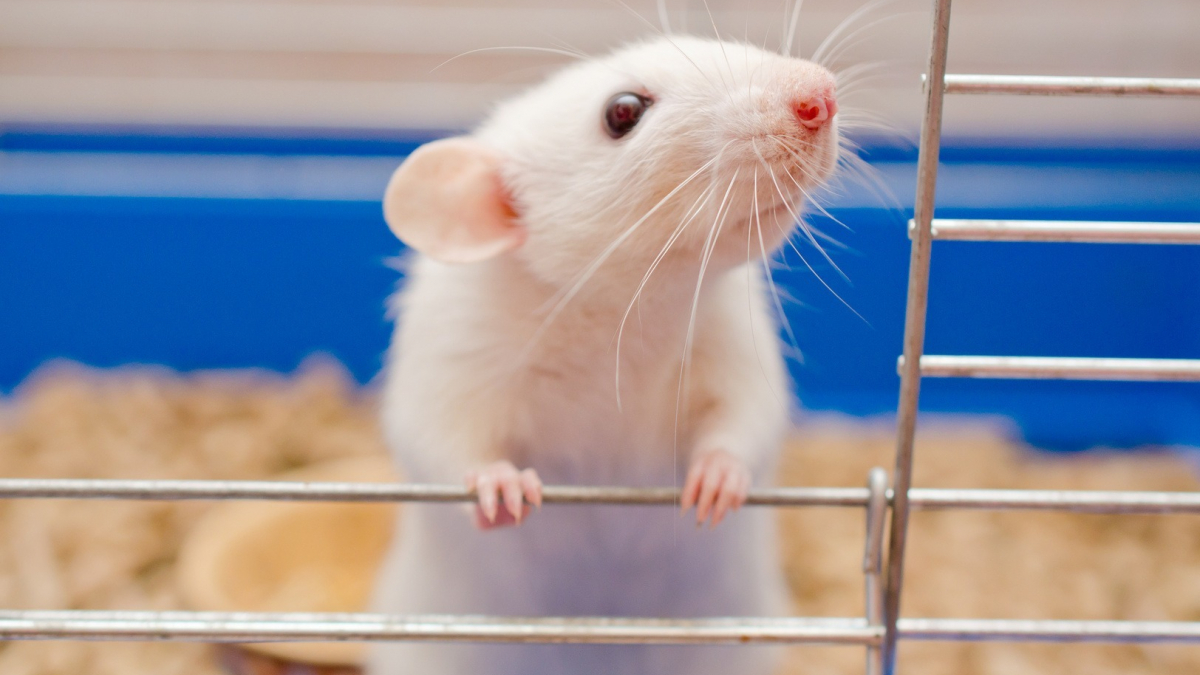 Bien choisir la cage de votre rat : nos conseils