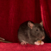 Illustration : Nourrir un rat