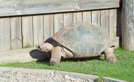 Illustration : Quel enclos ou terrarium choisir pour sa tortue terrestre ? 