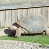 Illustration : Quel enclos ou terrarium choisir pour sa tortue terrestre ? 