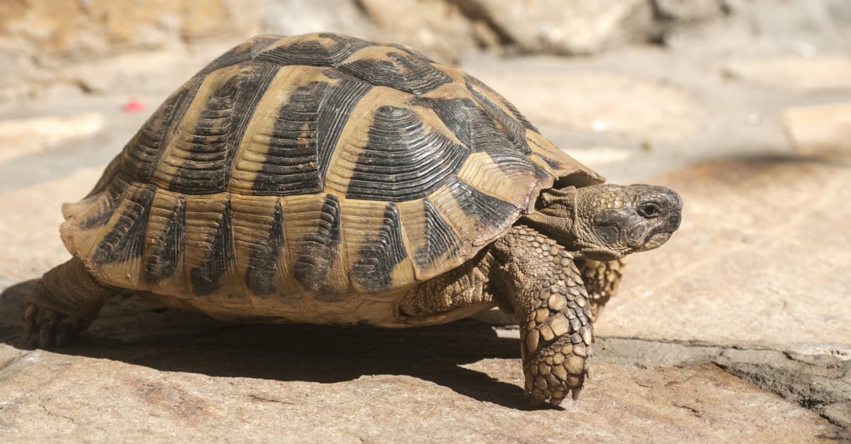 Adopter une tortue d'Hermann : conseils et bonnes pratiques