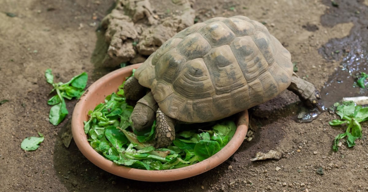 Alimentation tortues terrestres 