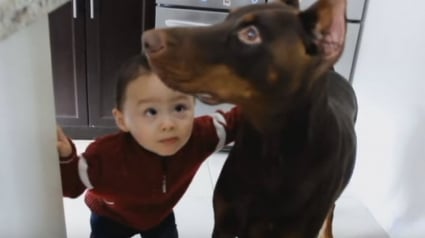 Illustration :  Le petit garçon veut lui donner un bisou, mais ce Dobermann est intéressé par autre chose