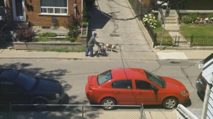 Illustration :  Ce chien attend patiemment son vieux maître pendant une promenade