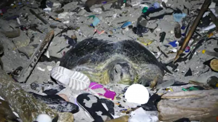 Illustration : Une tortue et ses petits pris au piège sur une plage pleine de détritus