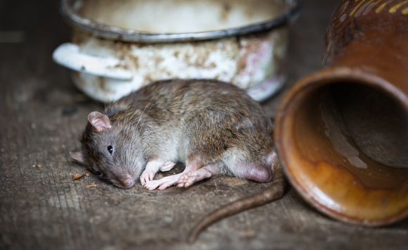 Dératisation naturelle des rats et souris avec Furet