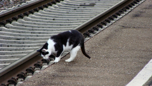 Illustration : Un chat prend le train de Paris tout seul, direction la Normandie