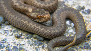 Illustration : "Les serpents disparaissent toujours plus dans le sud-ouest…"