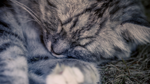 Illustration : Le sommeil du chat