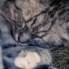 Illustration : Le sommeil du chat