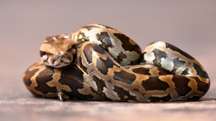 Illustration : Un python emmuré, secouru et remis en liberté