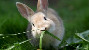 Illustration : Les aliments dangereux pour le lapin