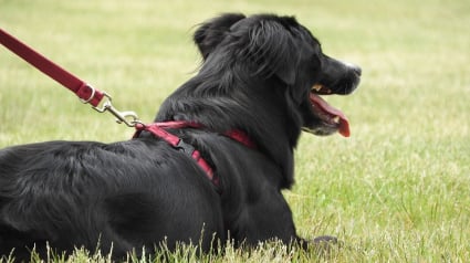 Illustration : Une journée pour financer la formation des chiens guides