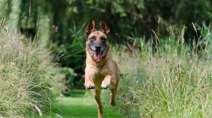 Illustration : Une fille de 4 ans sévèrement mordue par un Malinois