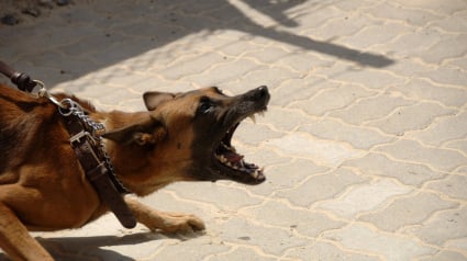 Illustration : Forcés de répliquer, les policiers abattent un chien d’attaque