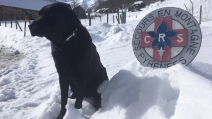 Illustration : Un Labrador noir retrouve et sauve la vie d’un enfant de 10 ans