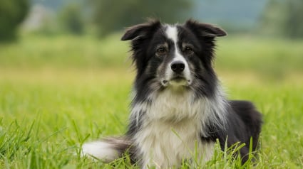 Illustration : Un chien recruté pour faire fuir les oiseaux d’un aéroport