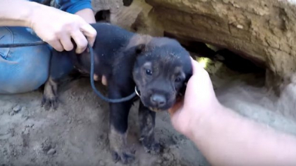 Illustration : Le sauvetage périlleux de 9 chiots coincés dans un trou près des voies ferrées