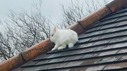 Illustration : Un lapin blanc se retrouve sur le toit d’une maison