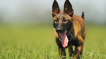 Illustration : Un chien mord une grand-mère à un mollet