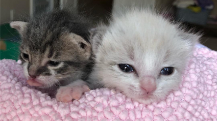 Illustration : Deux chatons solitaires deviennent, une fois sauvés, d’excellents amis