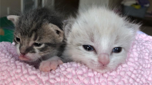 Illustration : "Deux chatons solitaires deviennent, une fois sauvés, d’excellents amis"