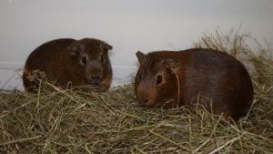 Illustration : "Abandonnés, 2 cochons d’Inde sont retrouvés vivants dans leur cage"