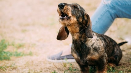 Illustration : Le courrier n’est plus distribué après la morsure d’un chien