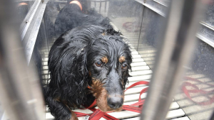 Illustration : Passé proche de la noyade dans un bassin de rétention, un chien a finalement la vie sauve