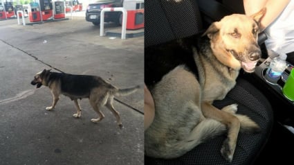 Illustration : Une chienne abandonnée dans une station essence croise la route de son ange gardien !