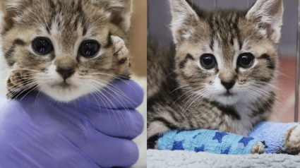 Illustration : Grâce à l’intervention des vétérinaires, ce chaton peut désormais marcher sur ses quatre pattes