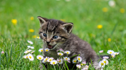 Illustration : Ils sauvent un chaton coincé dans le bloc moteur d’une voiture