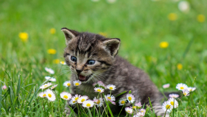 Illustration : "Ils sauvent un chaton coincé dans le bloc moteur d’une voiture"