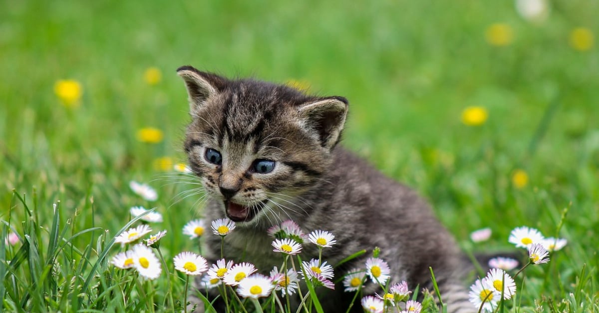 Ils Sauvent Un Chaton Coince Dans Le Bloc Moteur D Une Voiture