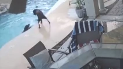 Illustration : Un chien tombe dans une piscine, il est sauvé de la noyade par un héros inattendu